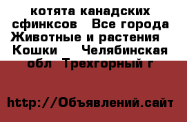 котята канадских сфинксов - Все города Животные и растения » Кошки   . Челябинская обл.,Трехгорный г.